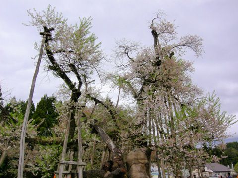久保桜情報　5・4
