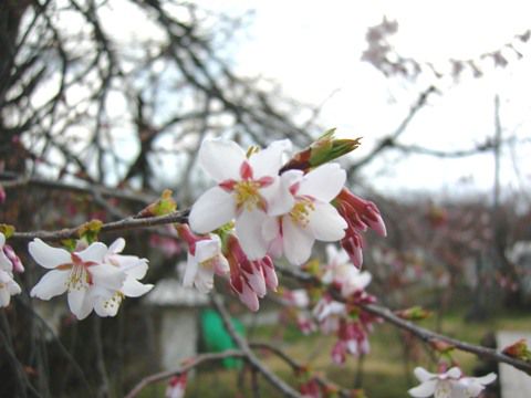久保桜情報です