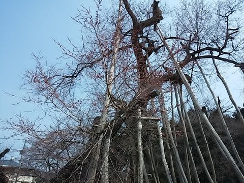 久保桜情報