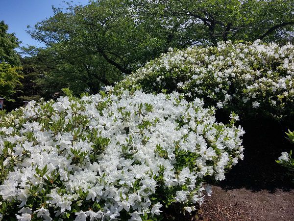 白つつじ祭り開催中