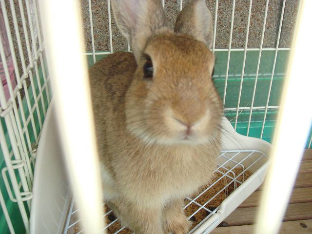 食いしん坊「ぴーたー」