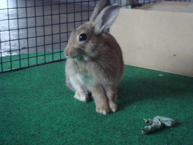 てん　です。