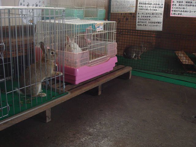 ３羽のうさぎ（。＾￥＾。）