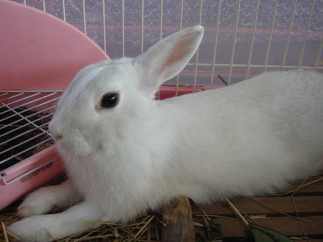 ☆お願いごと☆