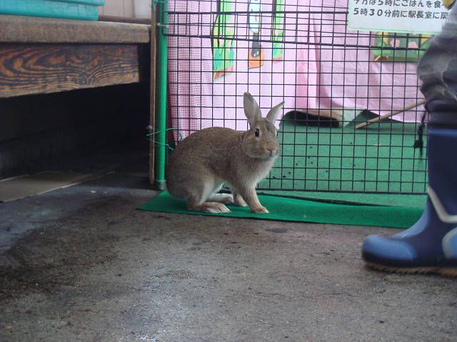 脱走！