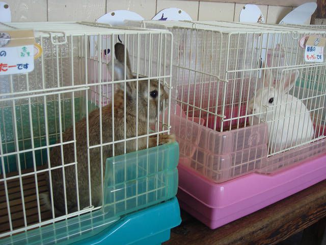 もっちぃとぴーたー