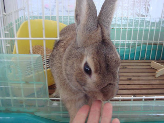 てん　です。