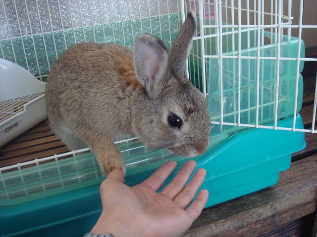 ぴーたーです。