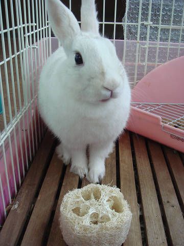 へちまと一緒に（＾ω＾）