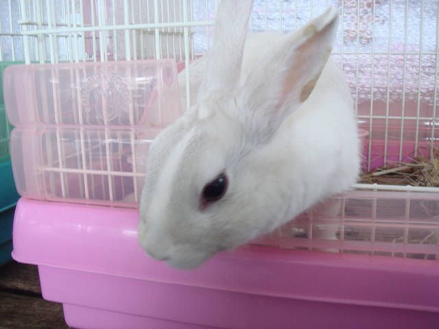もっちぃ。