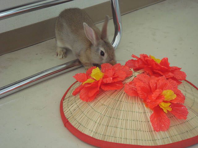 ♪花笠とぴーたー♪