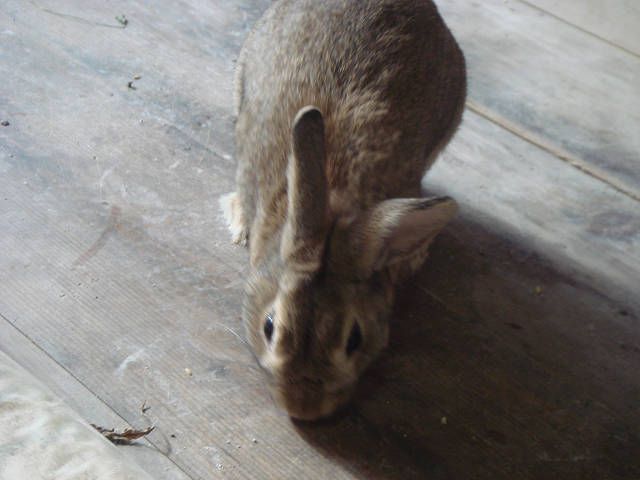 てんです。