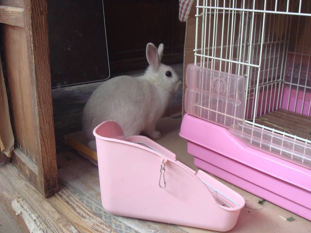 もっちぃ。