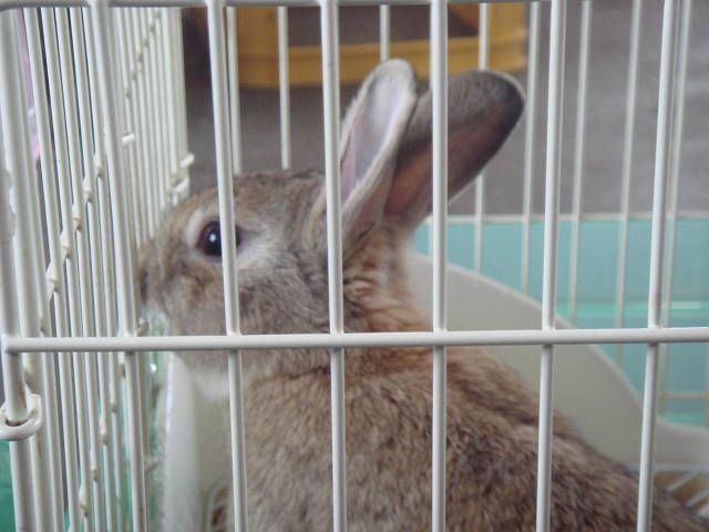 ぴーたー