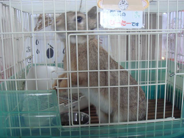 ぴーたーです。