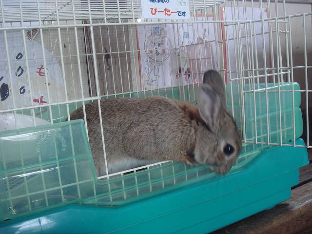 ぴーたーです。