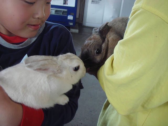 ロップちゃんと