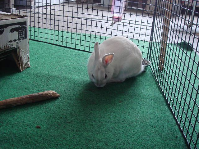 クンクンクン。