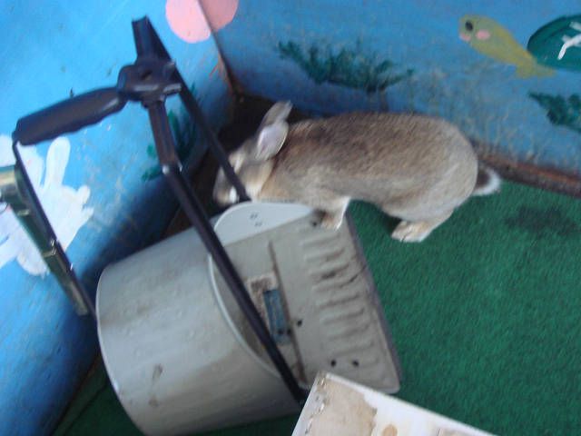 てんです。