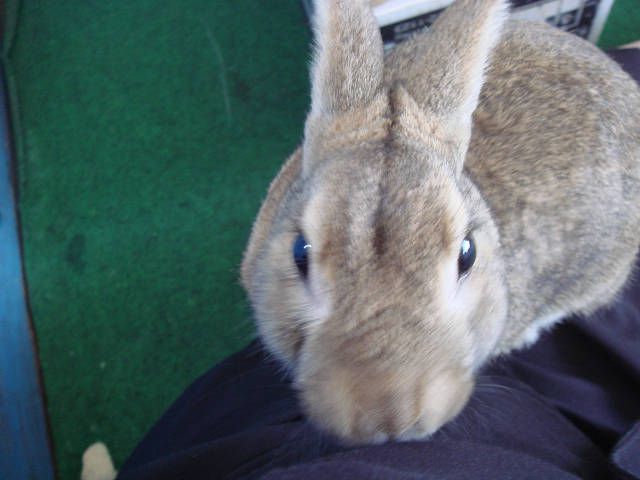 てん君だよ。　　　　　