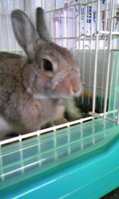 ムシャムシャムシャ。