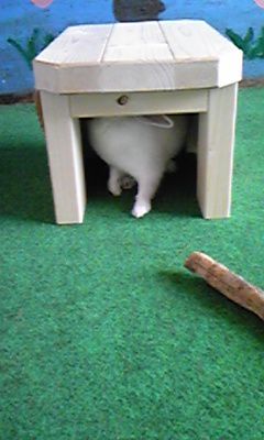 日陰を求めて！