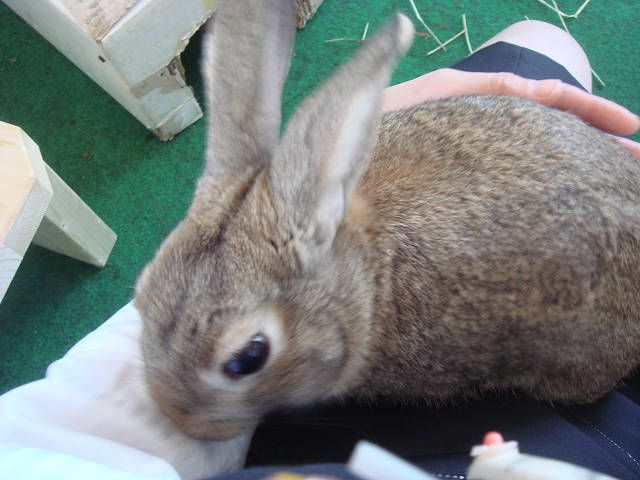 てんです。