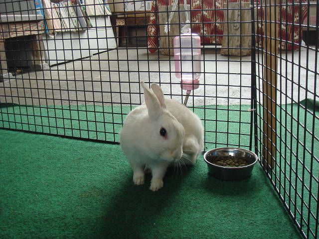 きれいにしなくっちゃ！！