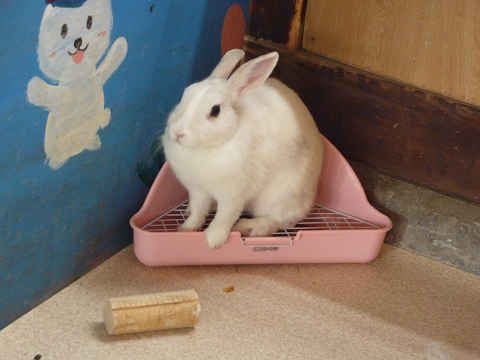 失礼して。