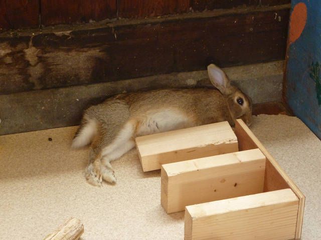 てん君だよ。