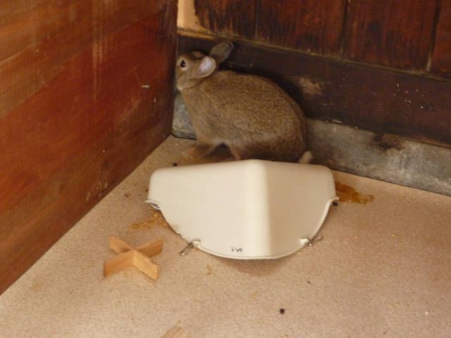 もっちぃに会いたい（＞ω＜）