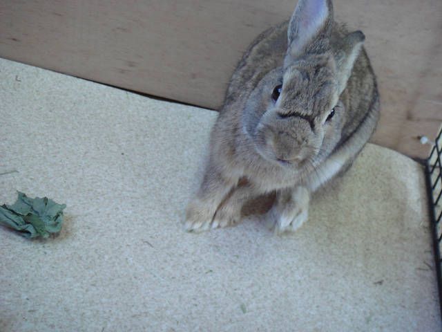 ぴーたーです。