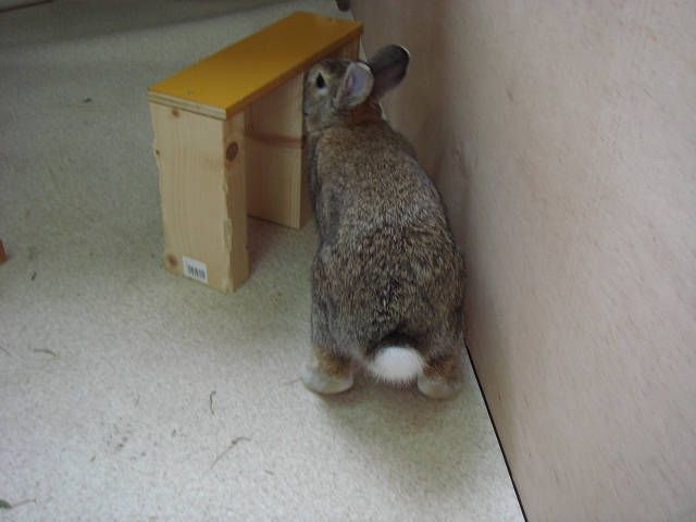 トンネルだよ。
