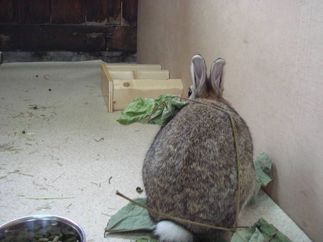 ぴーたーです！