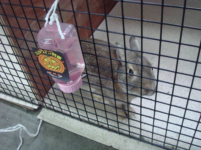 てんです！