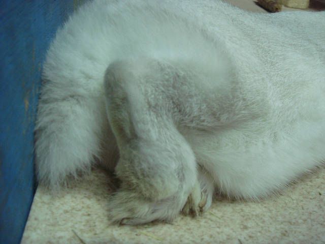 私の足です（＾ш＾）