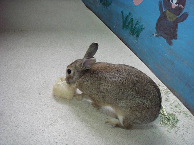 てんです。