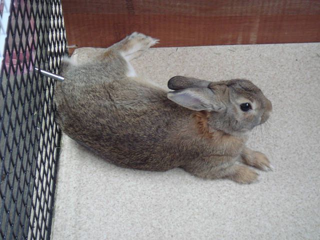 てんです（＾ш＾）