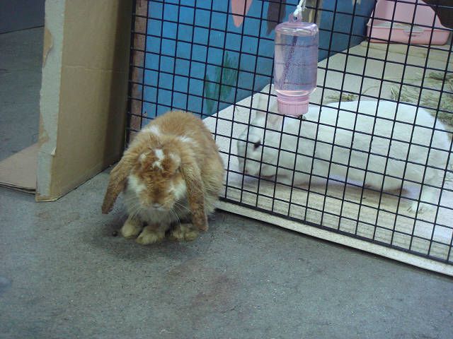 みかんちゃん。