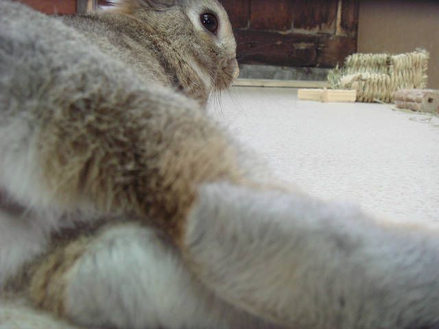 僕ぴーたー