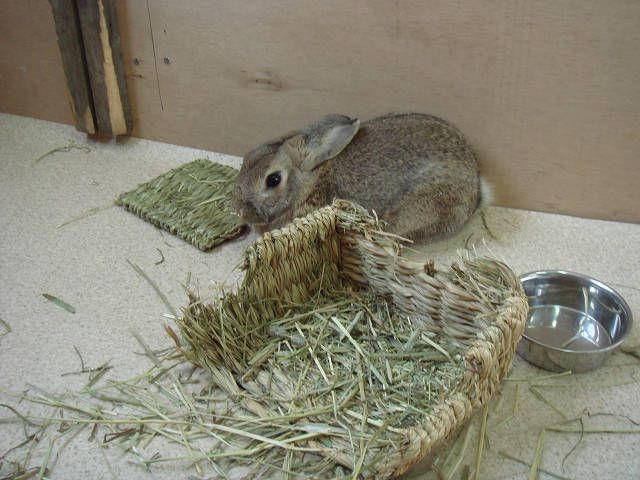こんにちは、ぴーたーです。