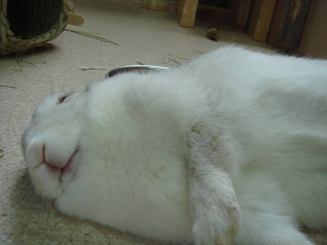 ごろりん　もっちぃです！