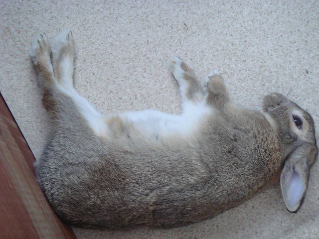 おやすみなさい。