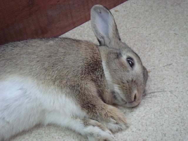 寝ながら、こんにちはZZZ