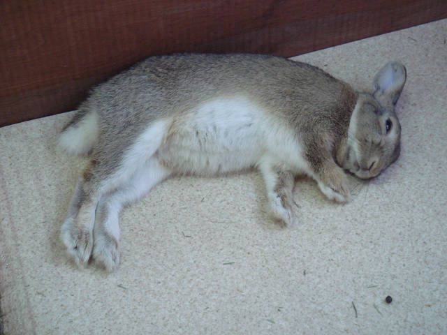 ぼく、てんです（＾ε＾）