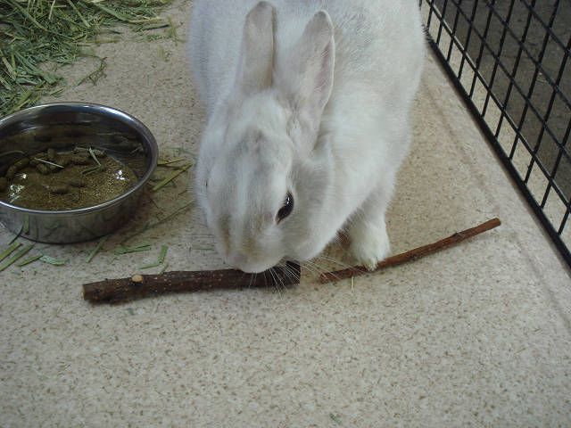 ボリボリボリボリ(#^.^#)