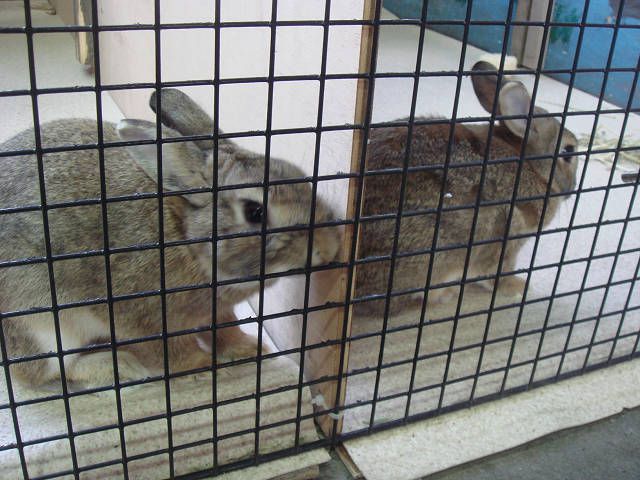 兄弟でございます。