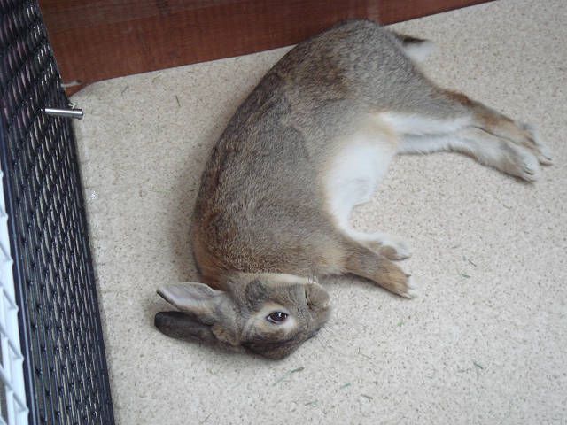 おやすみ。。