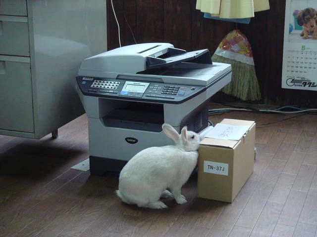 お手伝い　　のつもり。