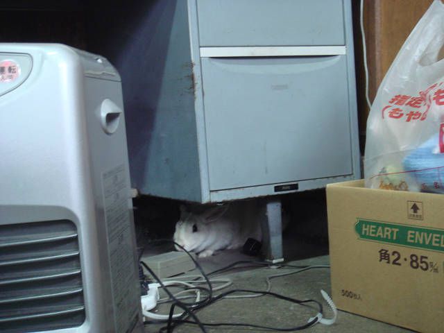 やっぱり出た～↑↑